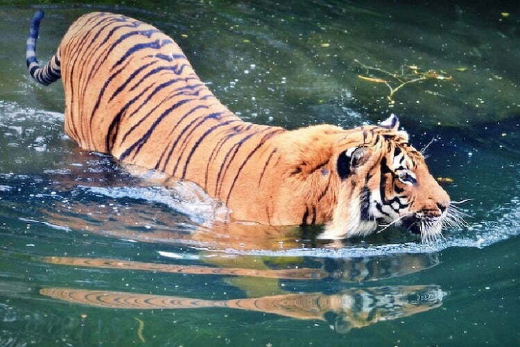 Wildlife of Bandipur National Park