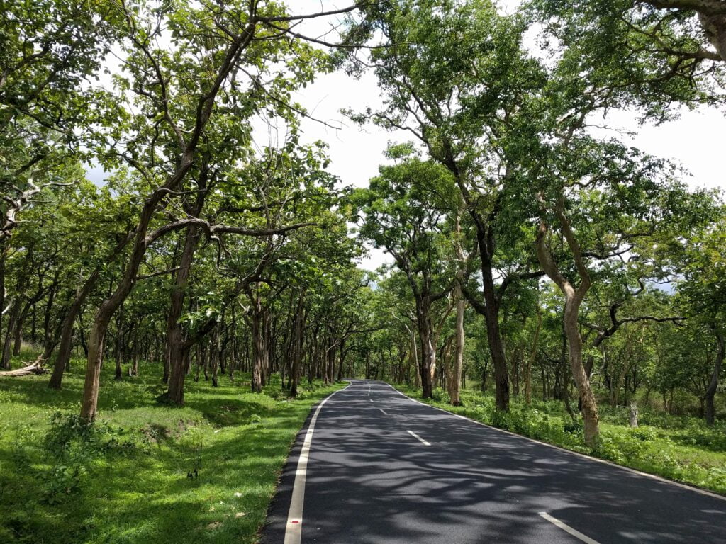 Bandipur National Park Road