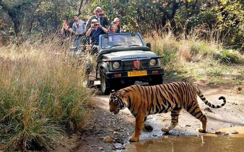 Ranthambore Park Tiger Reserve