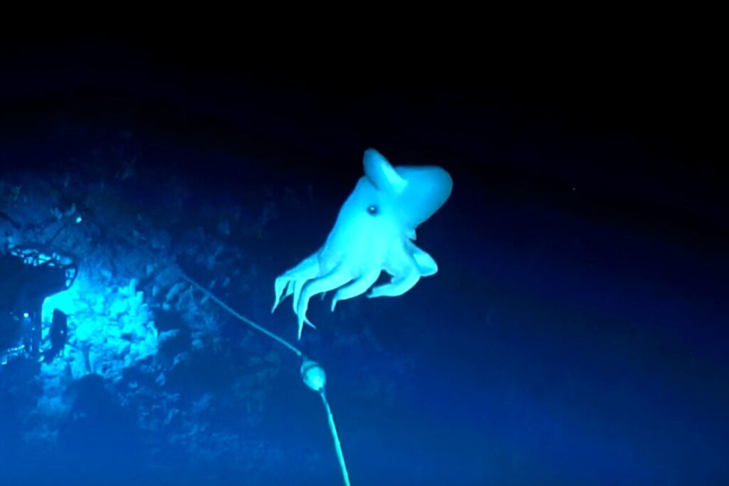 Ghostly-Looking 'Dumbo' Octopus Spotted on Deep Sea Camera