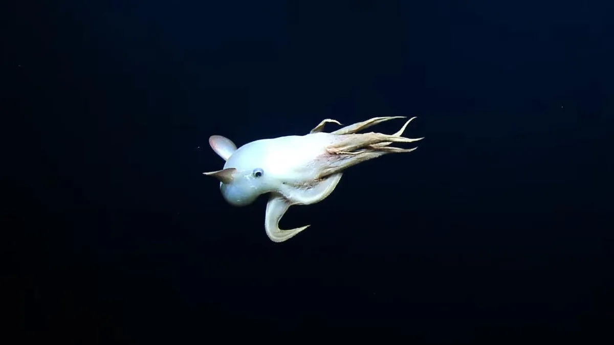 Enchanting Dumbo Octopus in the Deep Sea